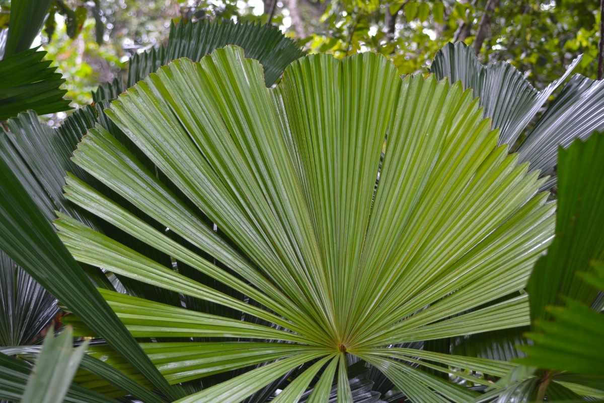 Morgan Business Sales Website Image for Exotic Wholesale Nursery QLD Sunshine Coast