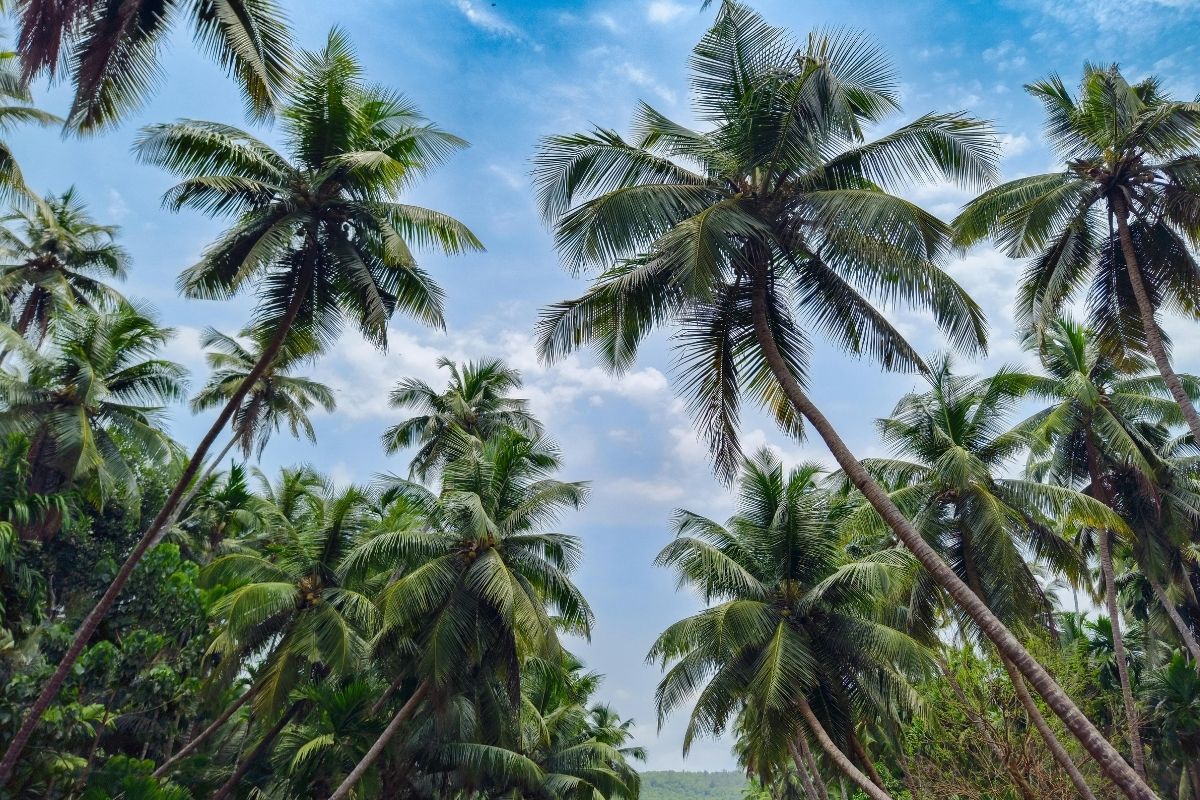 Exotic Wholesale Nursery For sale