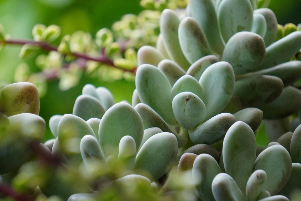 Protective membrane specialist for sale in NZ