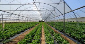 Blog Post - Feature Image - Morgan Business Sales - Horticulture & Nursery M&A Report