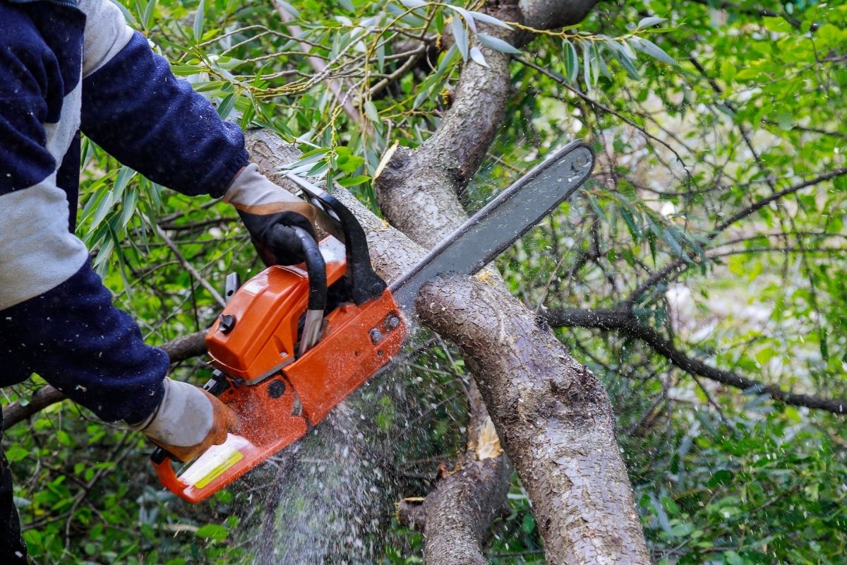 High-Performing Arborist Business for sale in Queensland