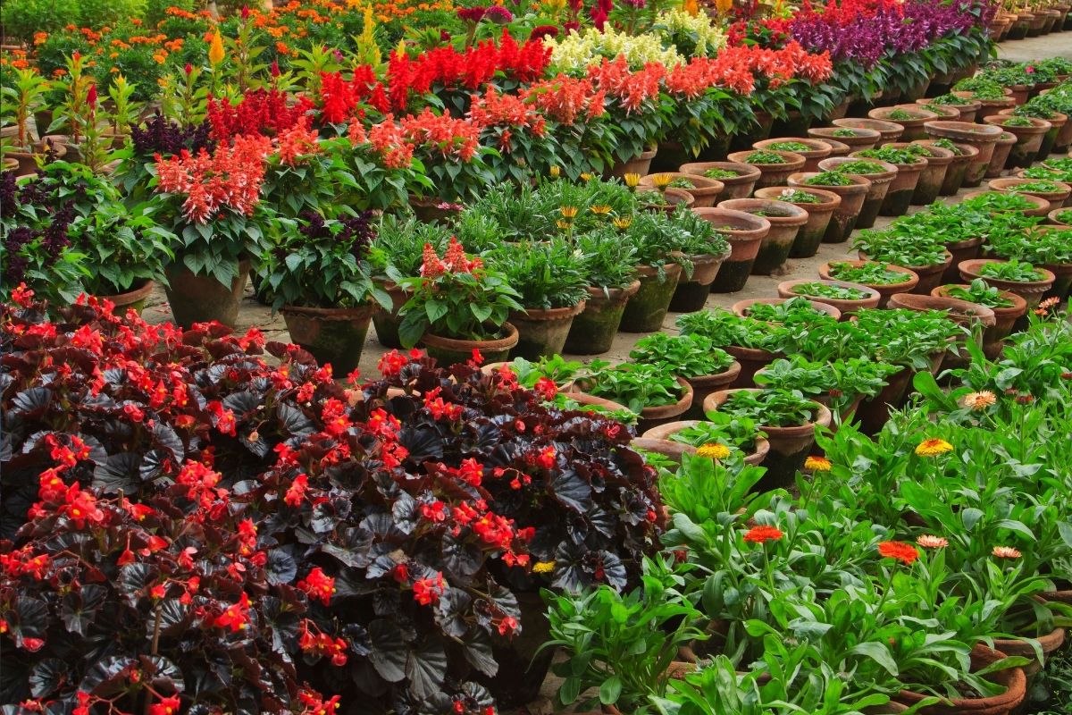 Wholesale Nursery Business with Freehold for sale on the sunshine Coast