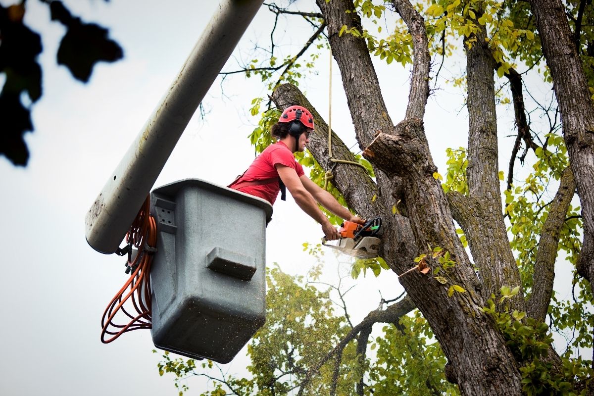 Highly Profitable Tree Servicing & Arborist Business for sale in queensland.